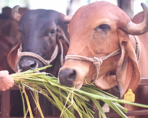 गौ सेवा अभियान